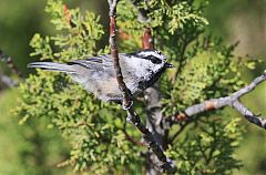 Mountain Chickadee